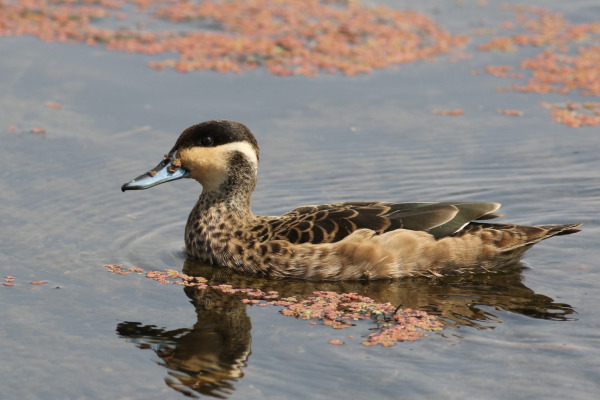 Hottentot Teal