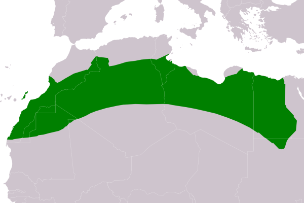 Houbara Bustard