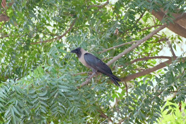 House Crow