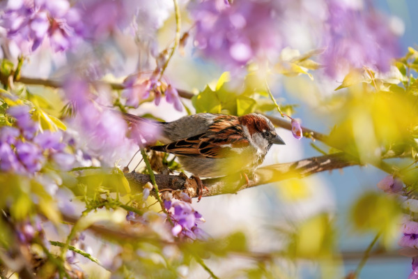 House Sparrow