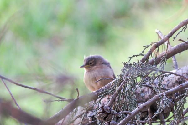 House Wren