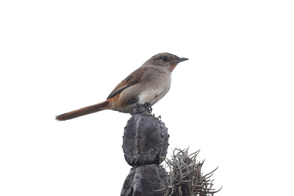 Huancavelica Canastero