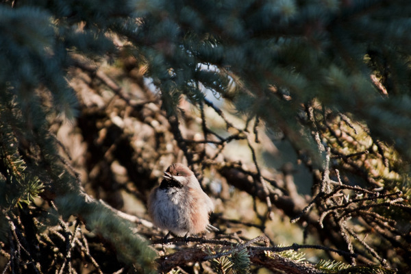 Hudsonian Chickadee