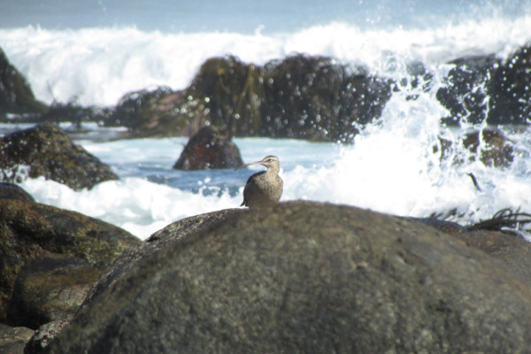 Hudsonian Godwit