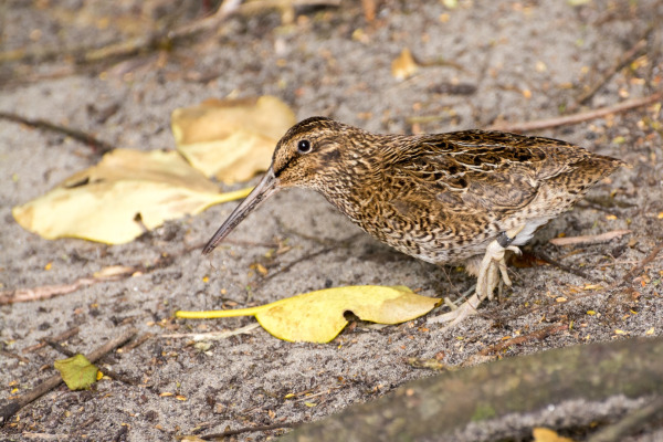 Huegels Snipe