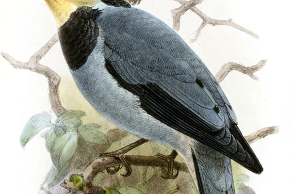 Huia