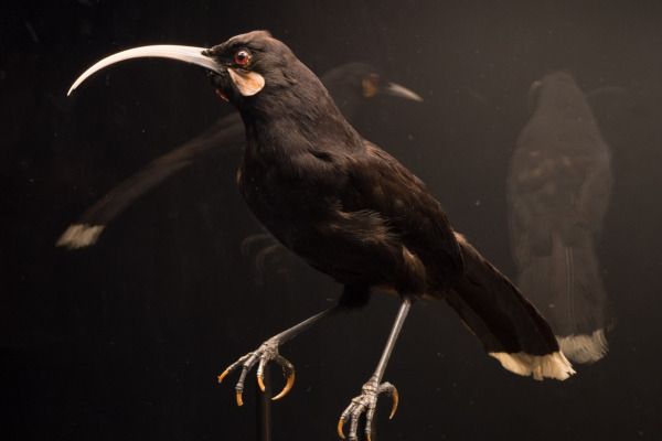 Huia