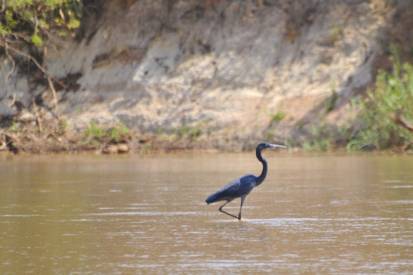 Humblot's Heron