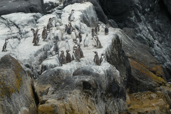 Humboldt penguin