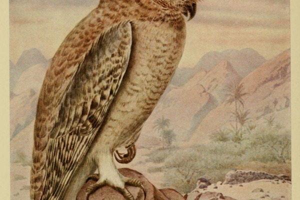 Hume's Owl