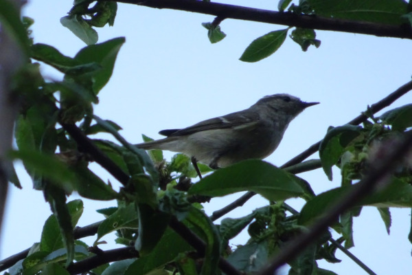 Hume's warbler