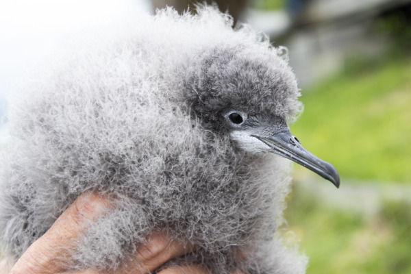 Hutton's shearwater