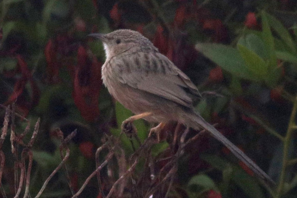 Hutton's Vireo