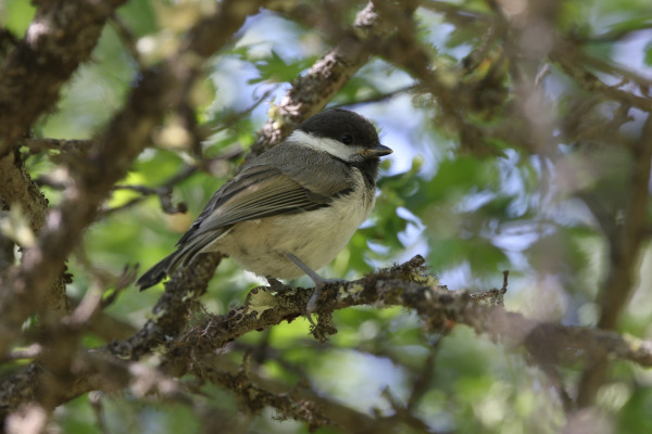 Hyrcanian Tit