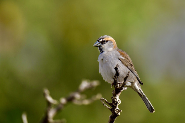 Iago Sparrow