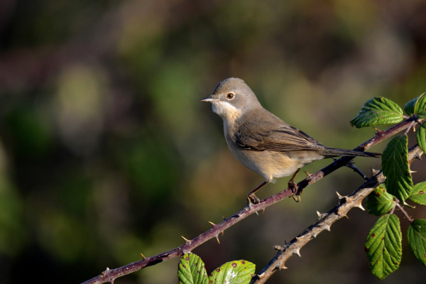 Iberian Chiffchaff