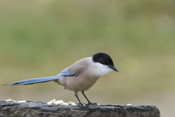 Iberian Magpie