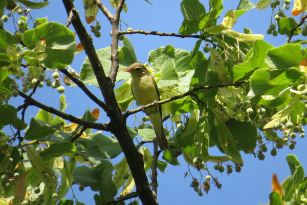 Icterine Warbler