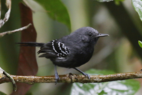 Ihering's Antwren
