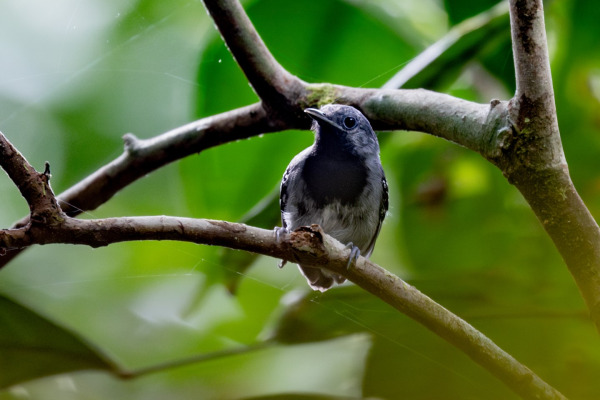 Ihering's antwren