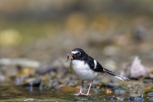 Immaculate Antbird