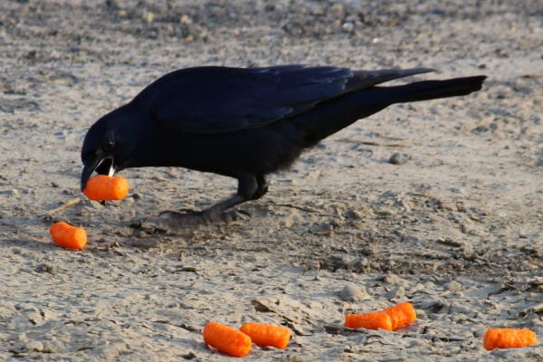 Imperial Crow