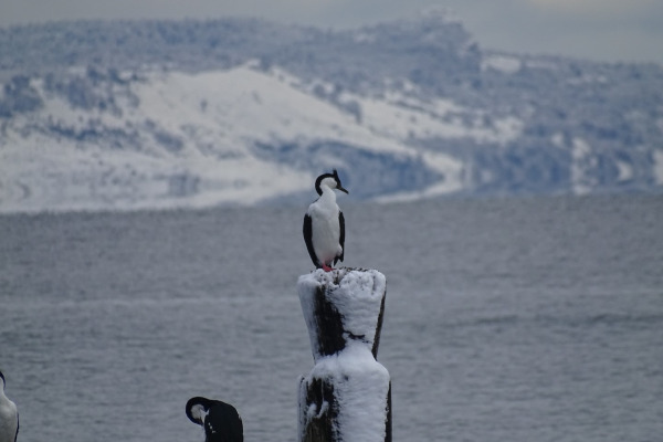 Imperial Shag