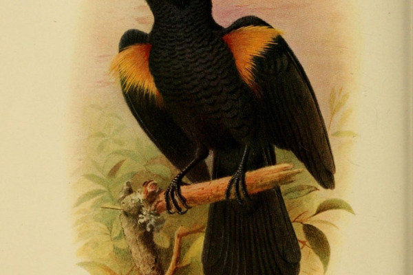 Imthurn's Oriole