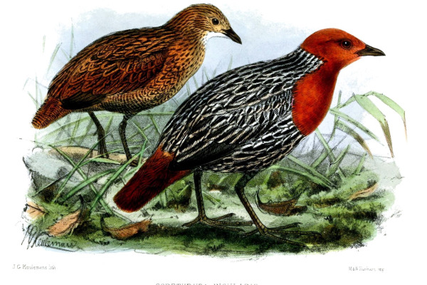 Inaccessible Island Rail