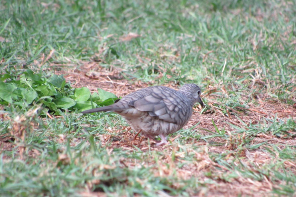 Inca Dove