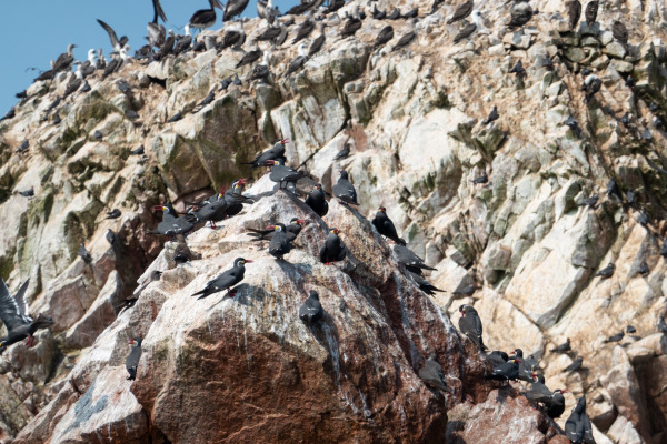 Inca Tern