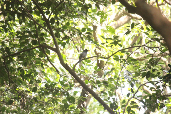 Indian Black Bulbul