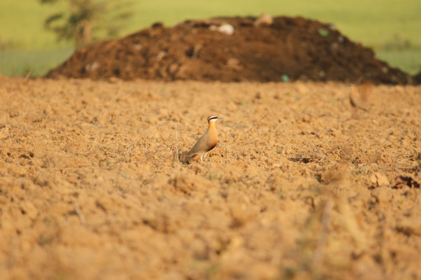 Indian Courser