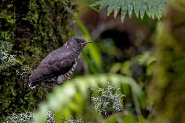 Indian Cuckoo