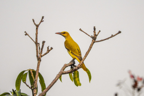 Indian Golden Oriole