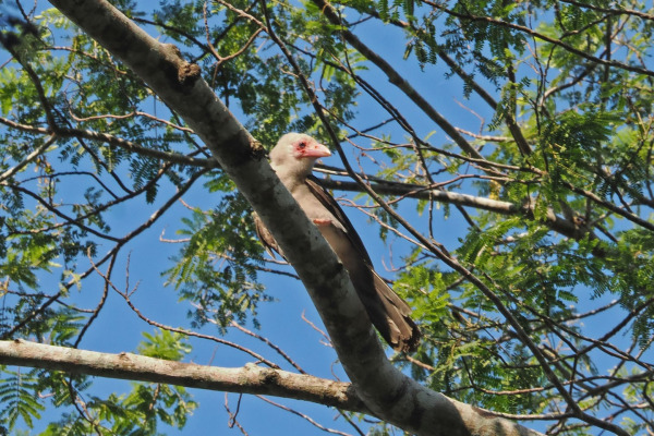 Indian Jungle Crow