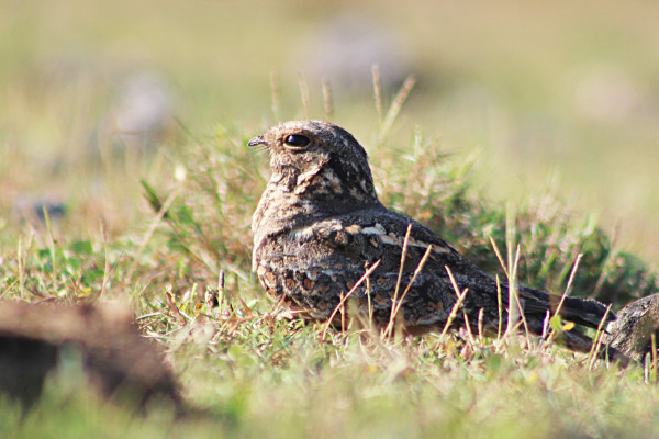 Indian Jungle Nightjar
