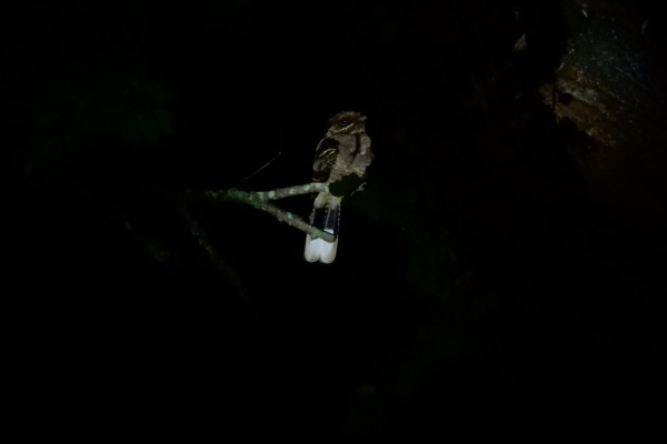 Indian Jungle Nightjar