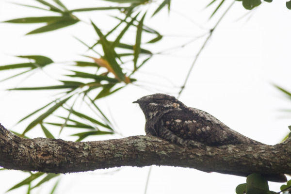Indian Nightjar