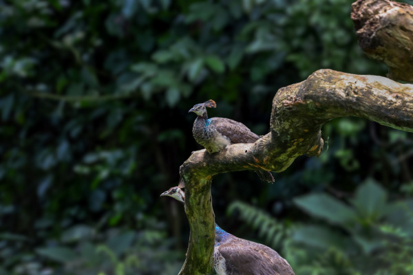 Indian Peafowl