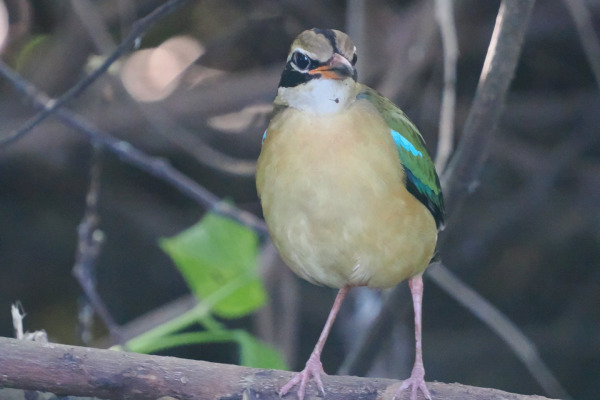 Indian Pitta
