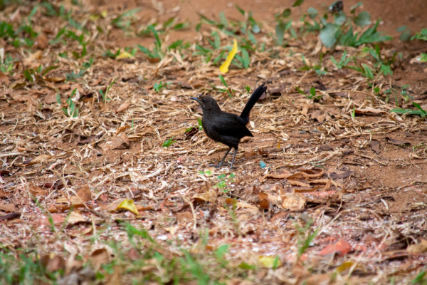 Indian Robin