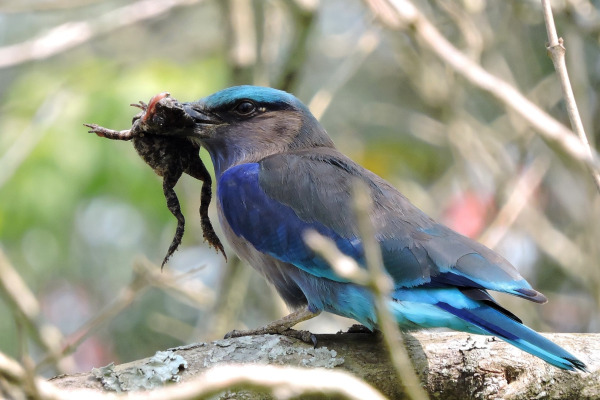 Indian Roller