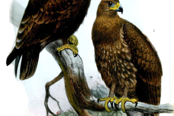 Indian Spotted Eagle