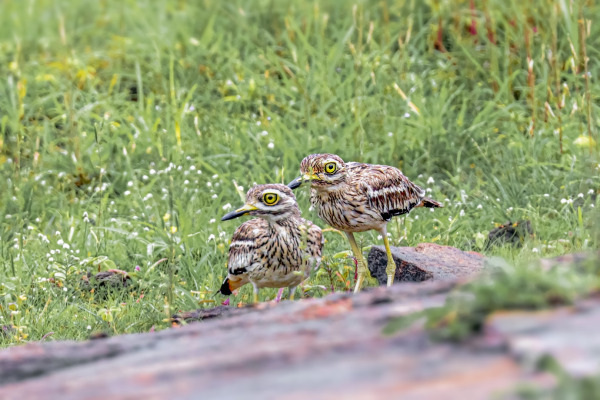 Indian Thick-knee