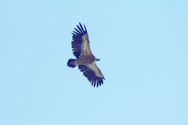 Indian Vulture