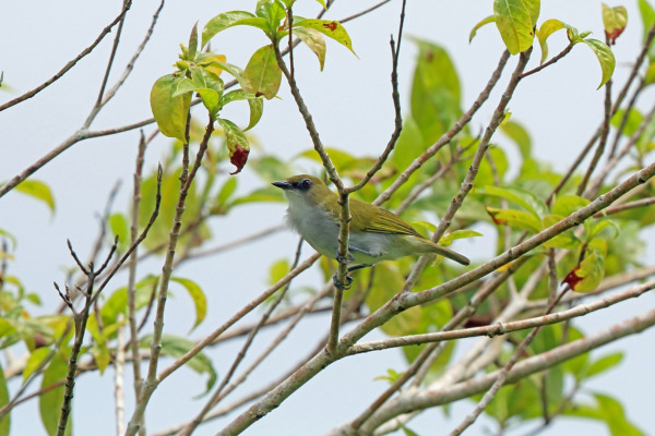 Indian White-eye