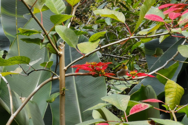 Indian White-eye
