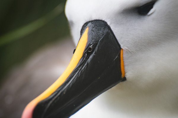 Indian Yellow-nosed Albatross