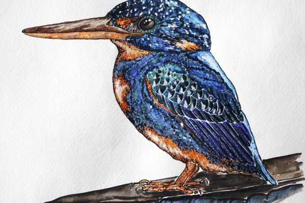 Indigo-banded Kingfisher